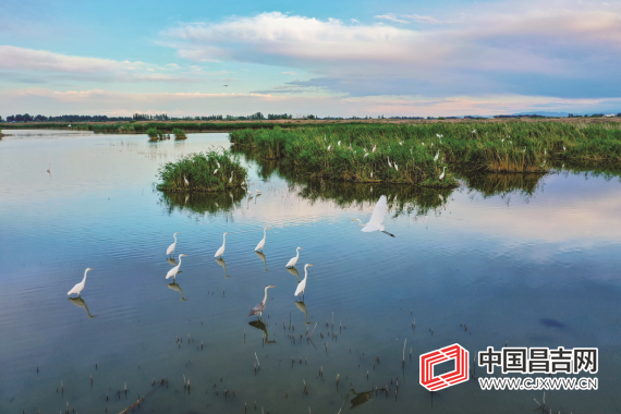 呼圖壁縣五工臺鎮(zhèn)百泉湖濕地風景如畫