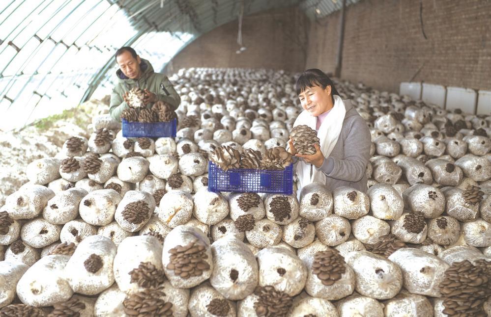 農(nóng)戶在奇臺縣吉布庫鎮(zhèn)漲壩村設(shè)施農(nóng)業(yè)基地采摘新鮮的平菇